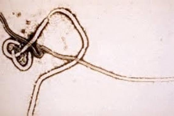 Ebola virus, EBOV