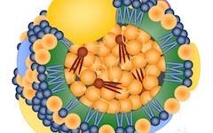 HDL-холестерол