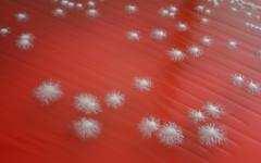 Щом дойде топлият сезон, гъбичките се множат Гъбички