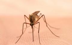 Единственото спасение е по време на излет или риболов да се ползват репеленти Комар