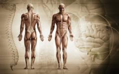 Когато един мускул отслабва, това носи информация какво се случва с цялото тяло