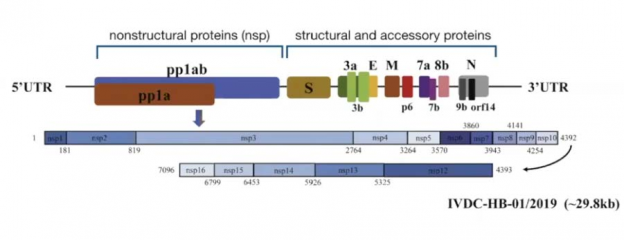 РНК-геном на SARS-CoV-2