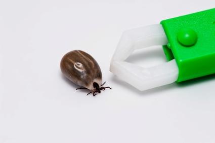 Кърлеж и форцепс