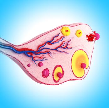Според критици изкуственият орган не може да се нарече точно „яйчник“