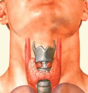 щитовидна жлеза